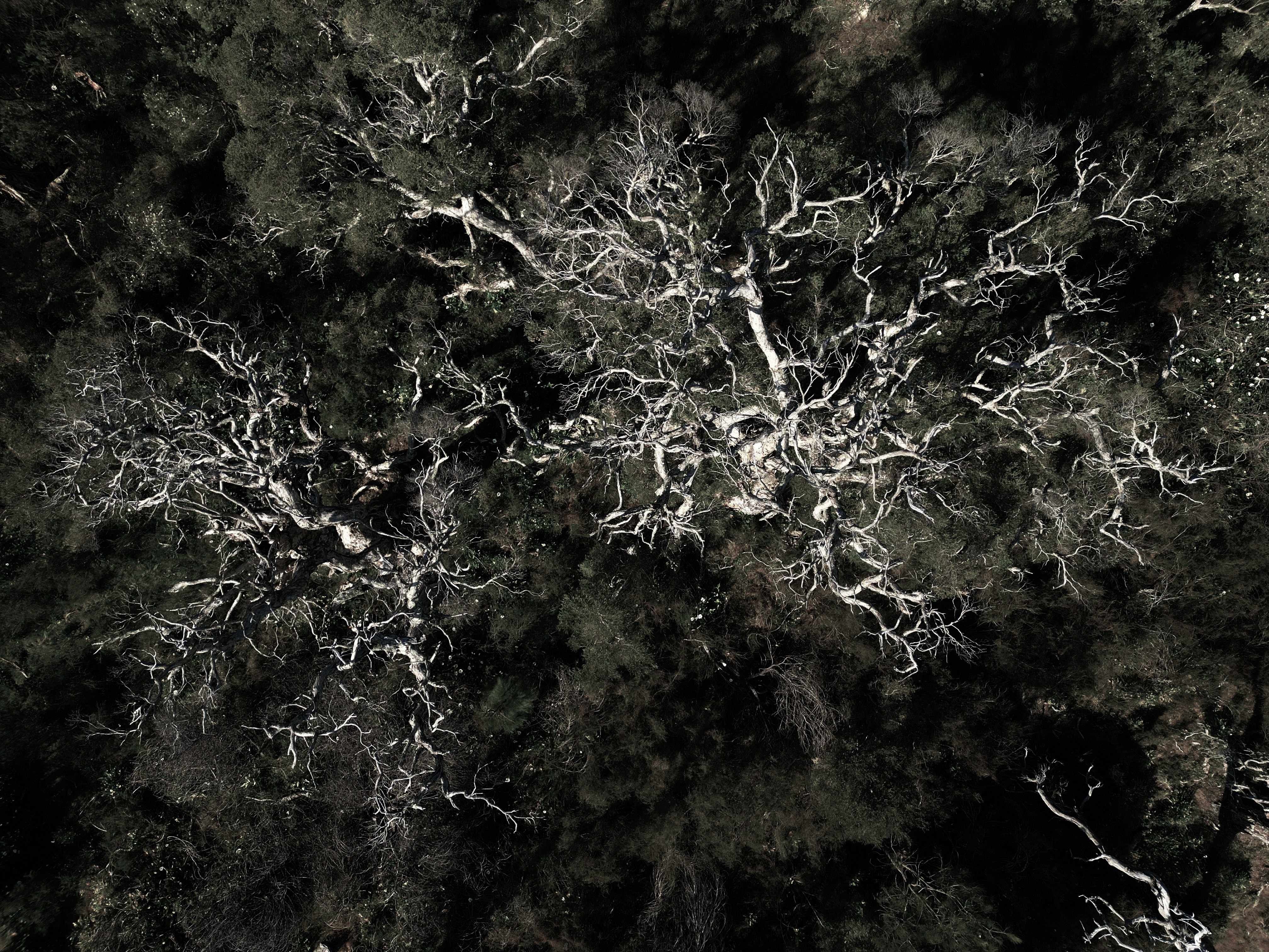 Mechanism IV: The Edges We Find